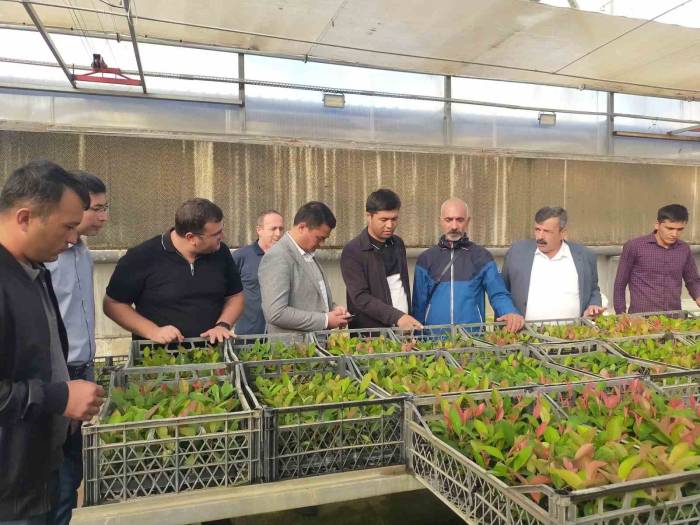 Özbek Öğrencilere Ödemiş’te Meyve Fidancılığı Eğitimi