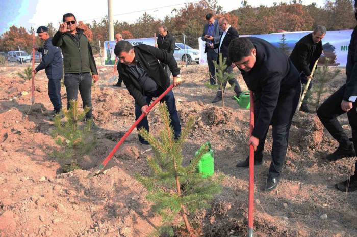 Emet’te 300 Fidan Toprakla Buluştu