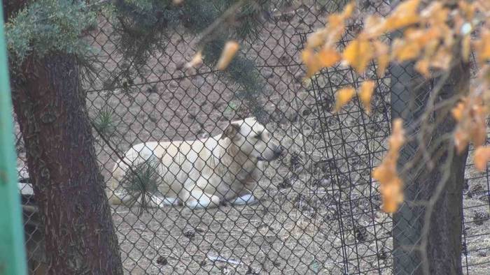 Köpekler Tarafından Yaralanan Profesörün Mahallesinde İnsanlar Tedirgin