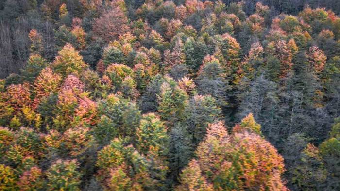 Cankurtaran Ormanlarındaki Renk Cümbüşü Havadan Görüntülendi