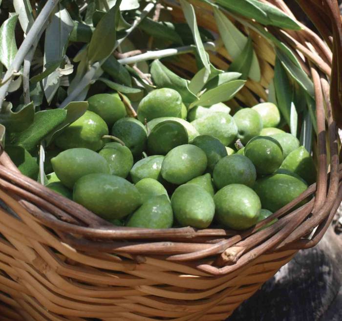 Aydın Memecik Zeytini Avrupa’da Tescillendi