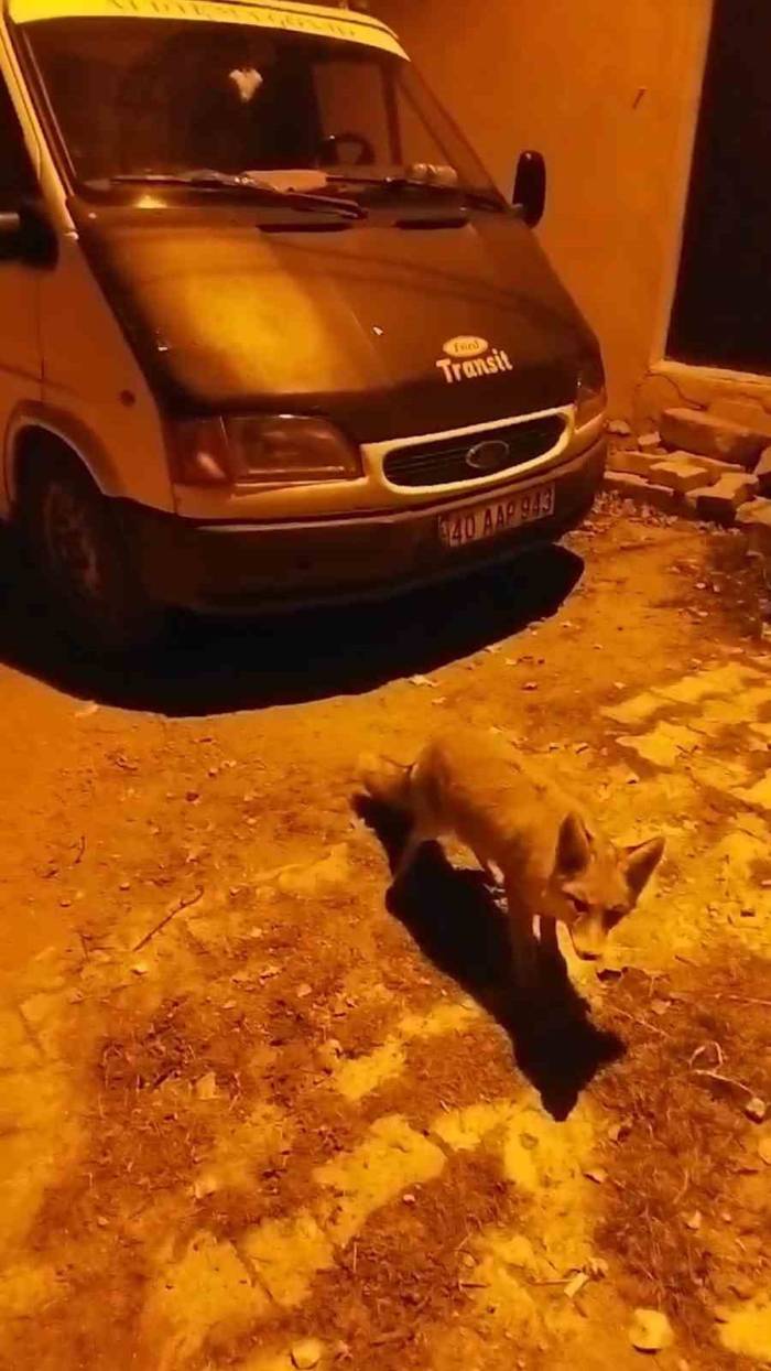 Gümüşhane’de Tilkiler Köyün Maskotu Oldu