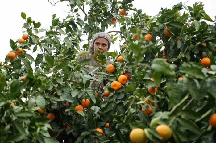 Coğrafi İşaretli Havran Mandalinasında Hasat Başladı