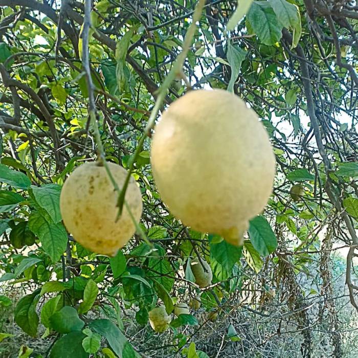 Ortaca’da Limon Ve Greyfurt Bahçelerinde İncelemelerde Bulunuldu