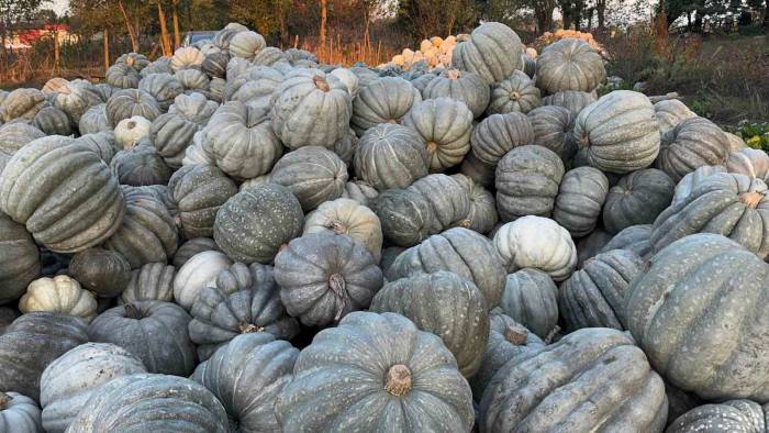 Ünlü Bal Kabağı Kilosu 10 Liradan Tezgaha İndi