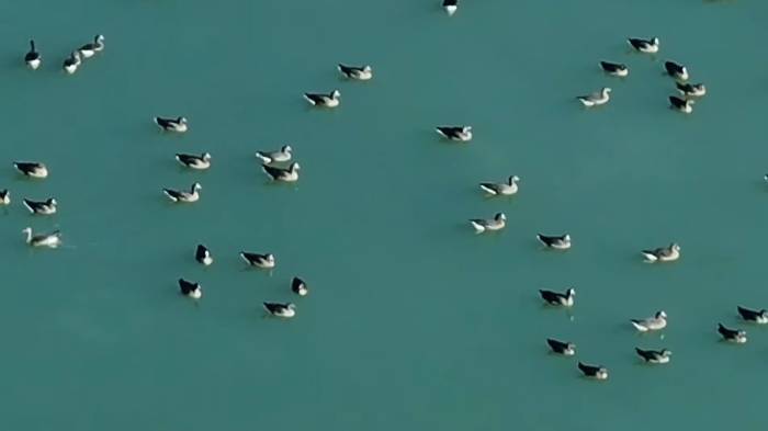 Van’ın Kuş Cenneti Erçek Gölü, Yaban Kazlarına Ev Sahipliği Yaptı