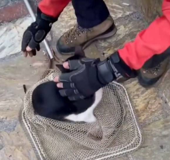 Tellerde Mahsur Kalan Kedi İtfaiye Operasyonuyla Kurtarıldı