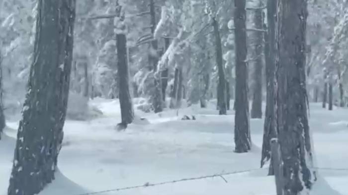 Karabük’te İki Karaca Ve Tilki Görüntülendi