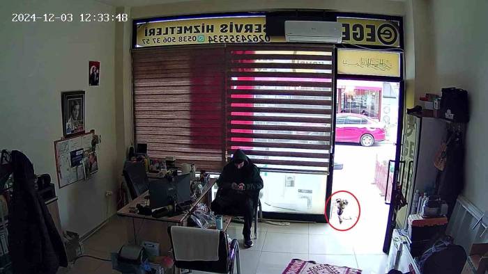 Köpek, Esnafa Vefa Borcunu Böyle Ödedi