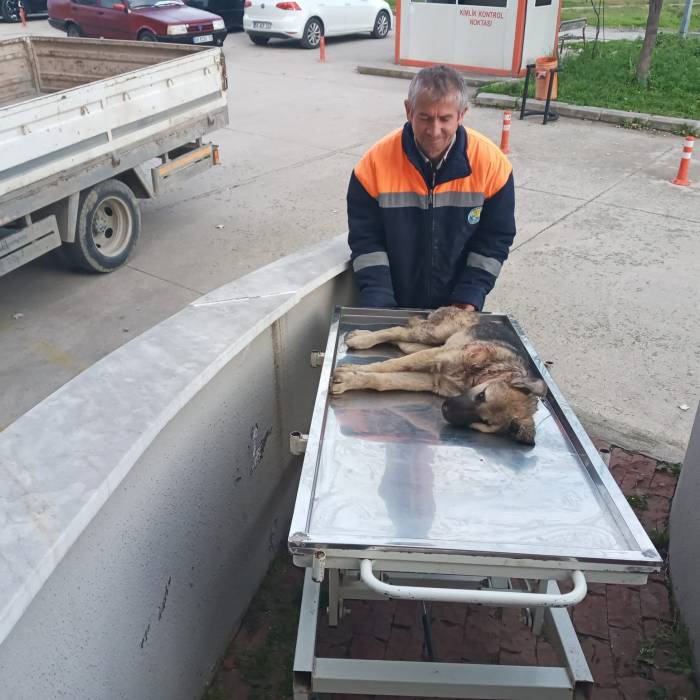 Otomobilin Çarptığı Köpeği Belediye Çalışanları Kurtardı