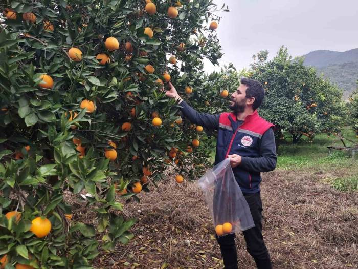 Koçarlı’da Narenciye Bahçeleri Kontrol Altında