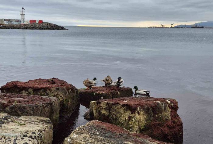 Marmara Denizi’nin Tekirdağ Kıyılarında Lodos Sonrası Kızıl Yosun İstilası