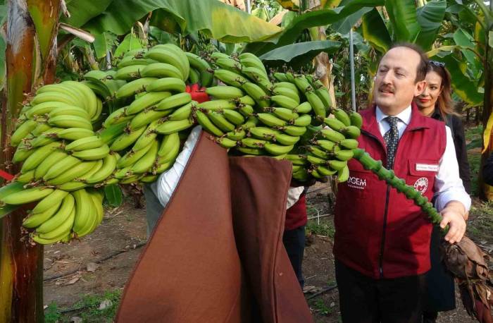 Muz Ve Mandalinada Yeni Çeşitler Geliştirilip Tescillendi