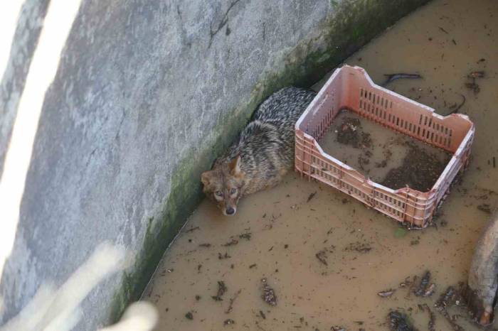 Yer Sarnıcına Düşen Tilki Kurtarıldı