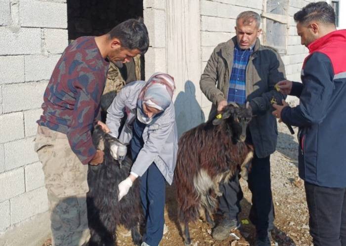 Şırnak’ta Hayvan Sağlığına Yönelik Kapsamlı Çalışma