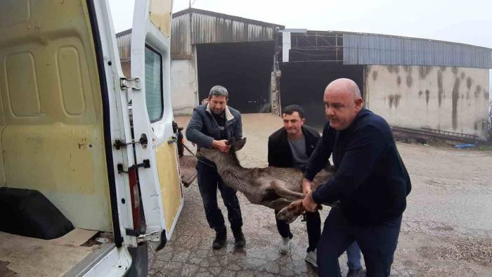 Köpeklerin Saldırısına Uğrayan Karaca, Vatandaşlar Tarafından Kurtarıldı
