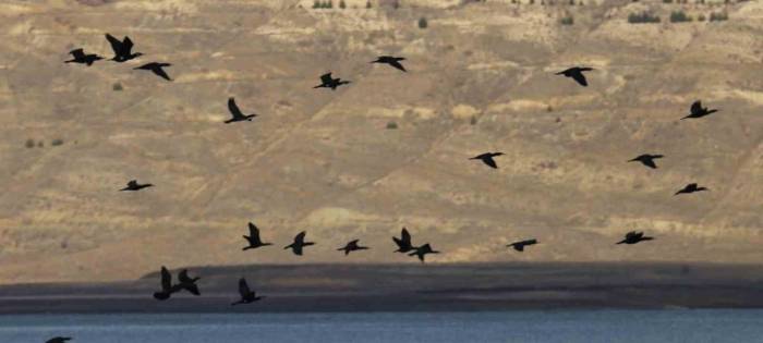 Elazığ’da Su Kuşu Sayım Çalışmaları