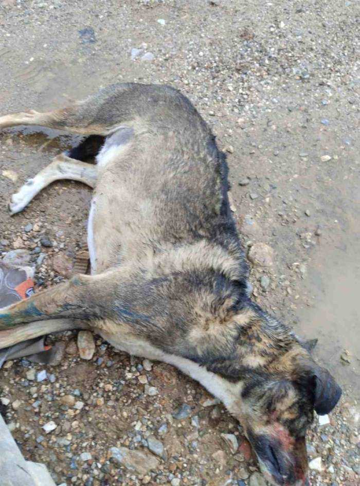 Manisa’da Köpek Katliamı