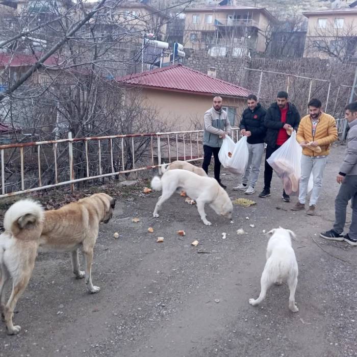 Gençlerden Sokak Hayvanları İçin Seferberlik