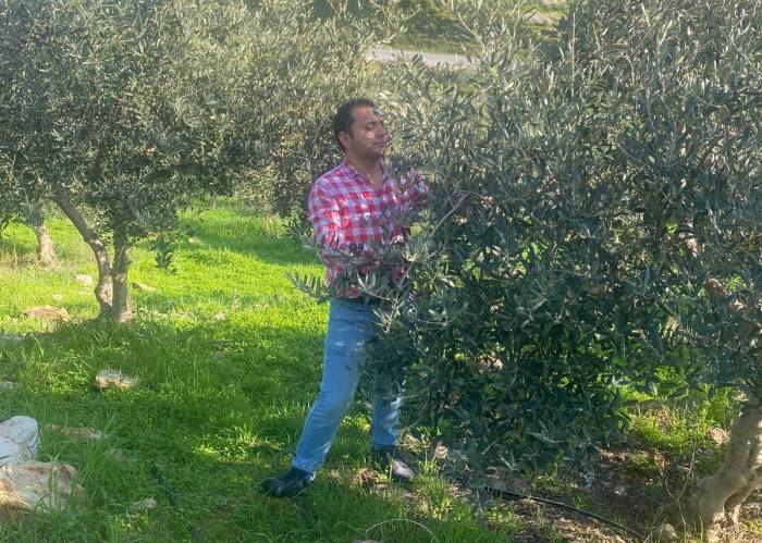 Zeytin Bahçelerinde Zararlı Kontrolü Yapıldı