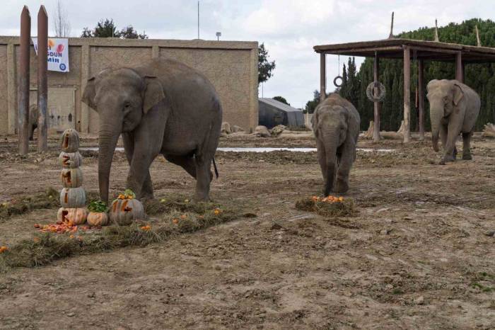 Türkiye’de Doğan İlk Fil İzmir 14 Yaşında