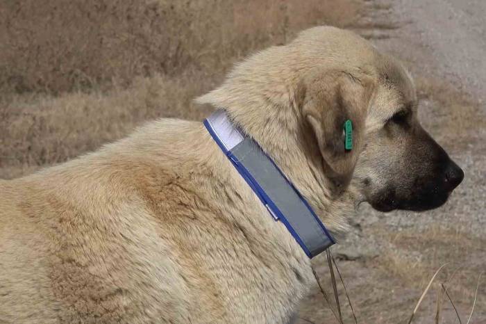 Sahipsiz Hayvanları Bakımevi Dışında Sokağa Bırakanlara Ağır Yaptırım: Cezası 71 Bin 965 Lira