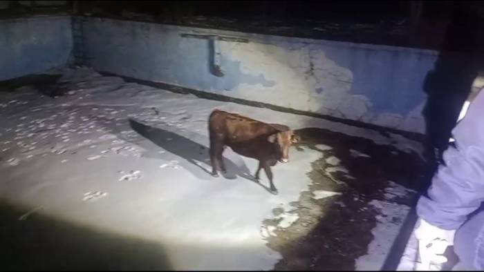 Sahibinin Elinden Kaçan İnek, Havuzda Mahsur Kaldı