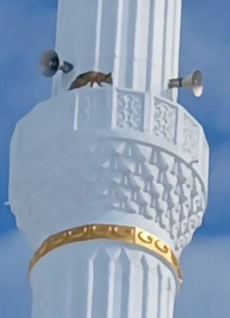 Yozgat’ta Minareye Çıkan Tilki Hayrete Düşürdü