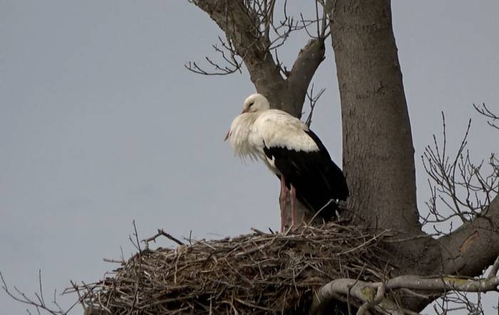 Leylek Ormanı’na İlk Erkek Leylekler Geldi