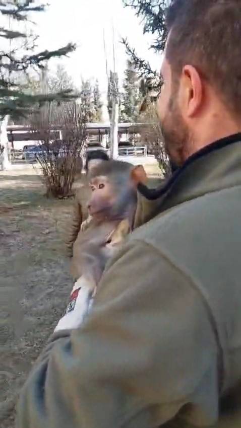 Elazığ’da Bu Da Oldu: Bir Vatandaş Yolda Yürürken Maymun Buldu