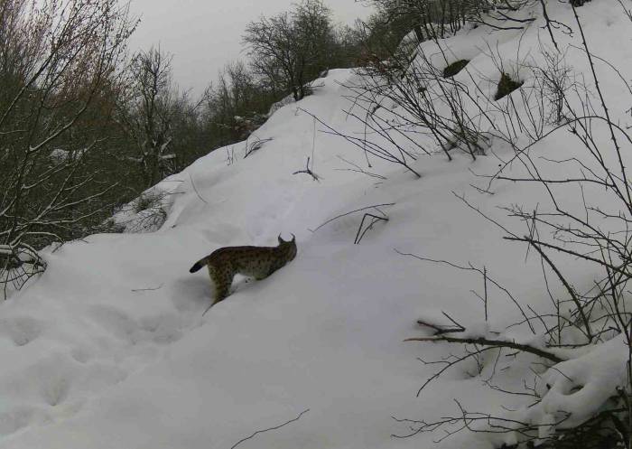 Erzincan’da Yaban Hayatı Fotokapanla Görüntülendi