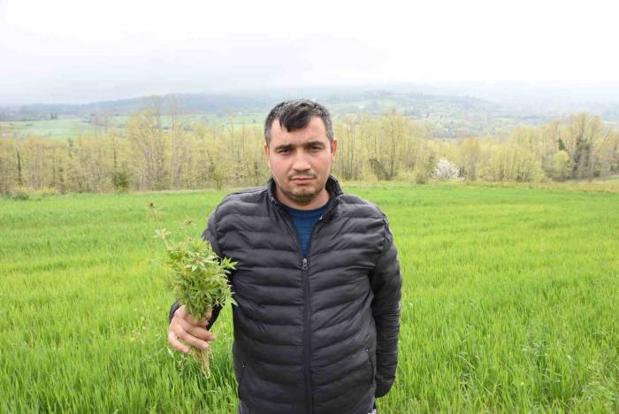 Sinop’ta Tarlasında Kenevir Ele Geçirilen Çiftçi: "Yasa Dışı İş Yapmadık, Valilik Rencide Etti"