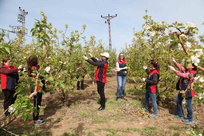 Çanakkale’de Elma İç Kurduna Karşı Biyoteknik Mücadele Yaygınlaşıyor