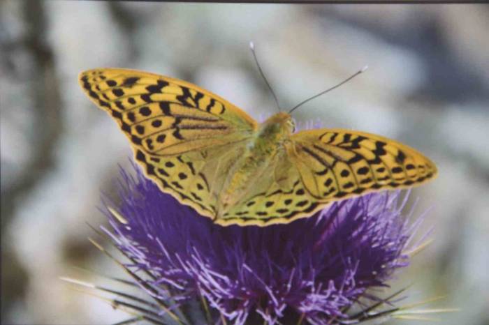 Mersin’de ’mutlu Kelebekler Festivali’