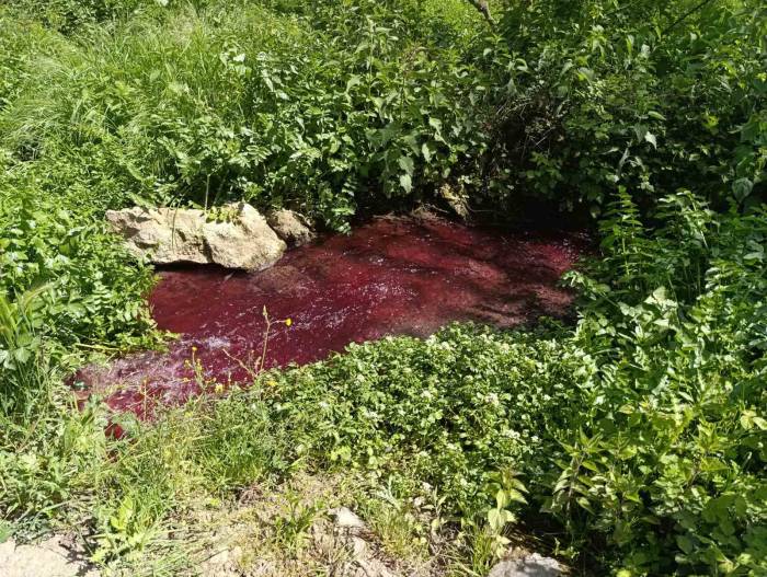 Bursa’da Bu Dere ‘Kan’ Ağlıyor