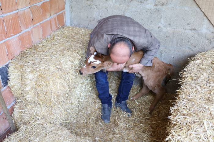 Buzağı, Ön Ayakları Olmadan Doğdu