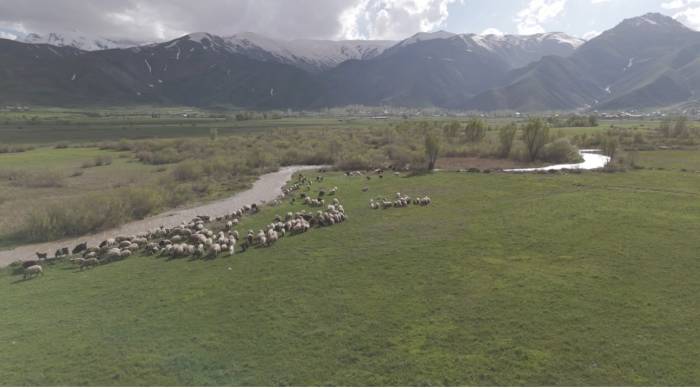 Yüksekova’da Karların Erimesiyle Ovalar Yeşile Büründü