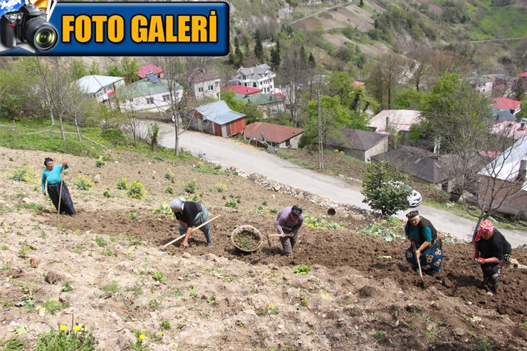 karadeniz-kadininin-zorlu-mesaisi-basladi.jpg