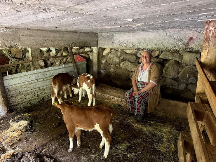 artvinde-bir-inek-dorduz-dogurdu-aile-buyuk-sevinc-yasadi-1.jpg