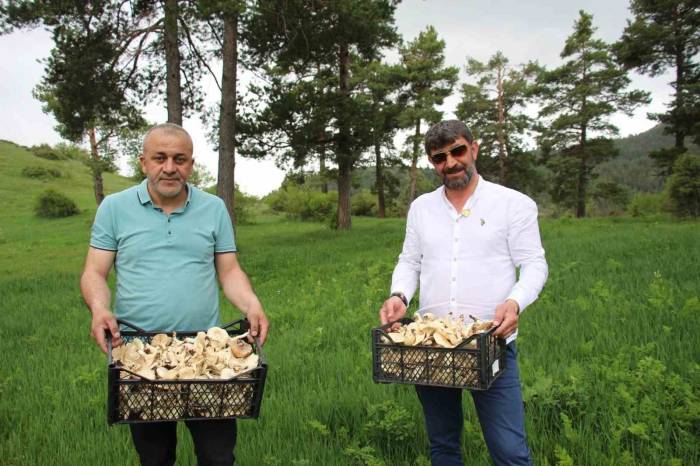Erzurum’da Vatandaşlara "Zehirli Mantar" Uyarısı
