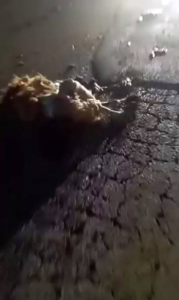 Otomobilin Çarptığı 10 Küçükbaş Hayvan Telef Oldu