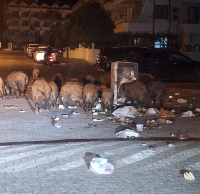 Belediyenin Çöpleri Zamanında Toplamadığı Marmaris’te Yaban Domuzu İstilası Yaşanıyor