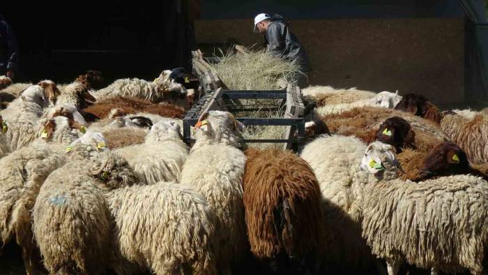 Bunlar Da Üniversiteli Kurbanlıklar