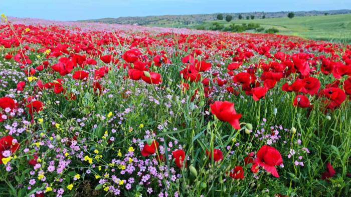 Batman’da Gelincik Ve Papatyalar Cümbüşü Oluşturdu
