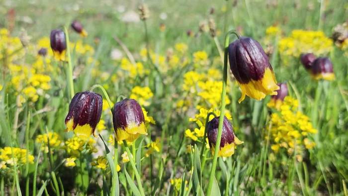 Karayazı’da Ters Lale Festivali Coşkusu