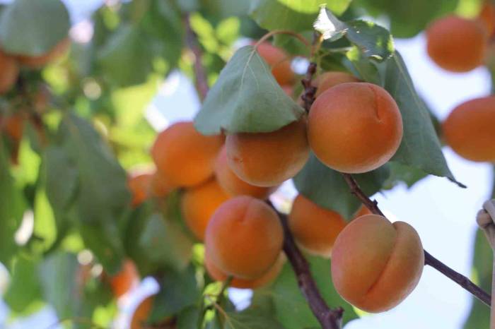 Amik Ovası’nda Bereketli Kayısı Hasadı Başladı