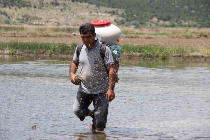 Osmancık Pirincinde Üretim Sezonu Başladı: Tarlalar Çeltikle Buluşturuldu