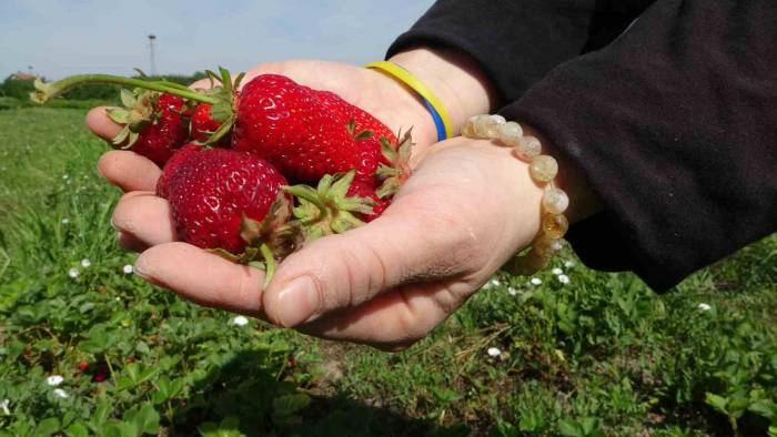 Malatya’da Zirai Donun Ardından İlk Hasat Çilekten Geldi