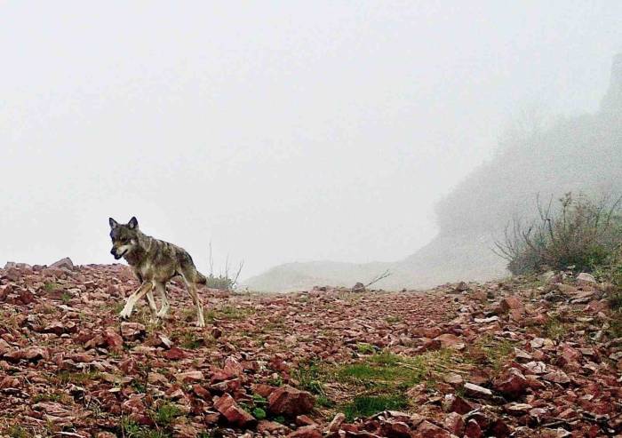 Ağasar’ın Yaban Hayatı Fotokapana Yansıdı