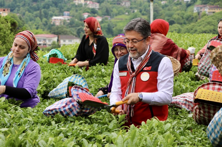 tarim-ve-orman-bakani-yumakli-rizede-cay-hasadina-katildi-1.jpg